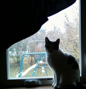 cat in windowsill 