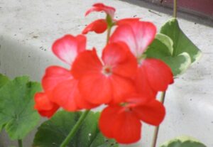 Red geranium flowers on white outdoor background