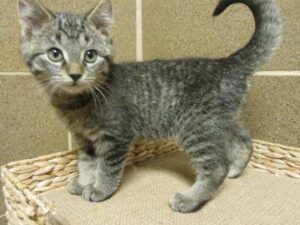 A little gray kitten looking strong