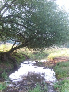 Overhanging tree At the side of a creek