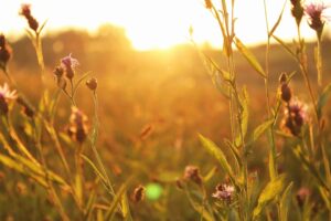 Prairie flowers and sunshine