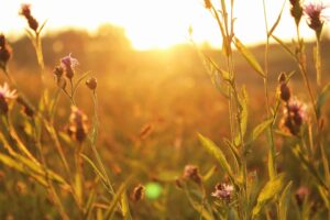 field of wildflowers and grasses